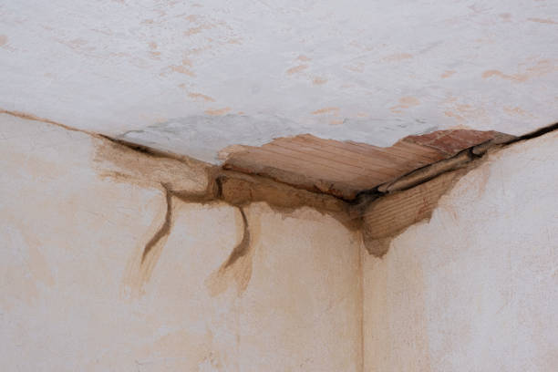 Best Water damage restoration near me  in New Market, AL